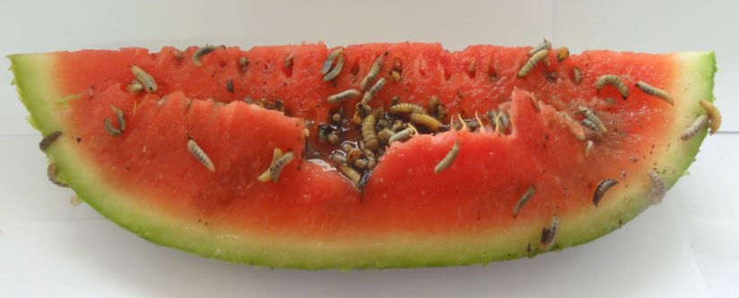 Research on Black Soldier Fly shows amazing results published by Nature Research in Scientific Reports