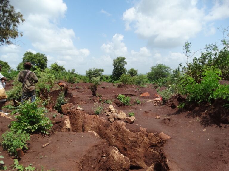 Acclaimed Internationally, Dying Within: The Slow Decimation of Kenya’s UNESCO World Heritage Kaya Forests